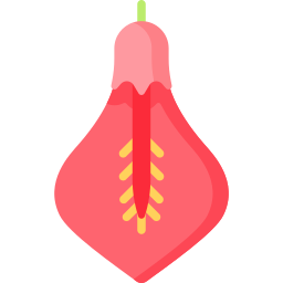 drzewo koralowe cockspur ikona