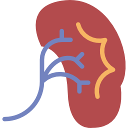 Kidney icon