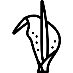Arum icon