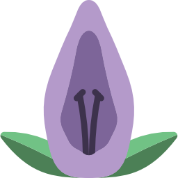 acanthaceae иконка