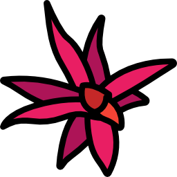 ブロメリア科 icon
