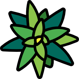 bromeliaceae icoon