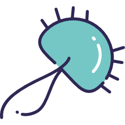 staphylococcus ikona