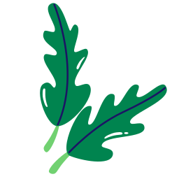 Arugula plant icon