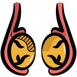 organe des testicules Icône