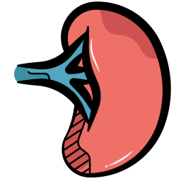 Human spleen organ icon