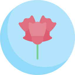 Carnation icon