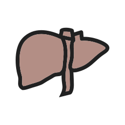 Anatomy icon