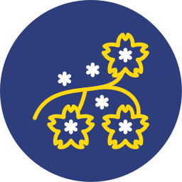 kirschblüte icon