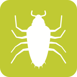 Insect icon