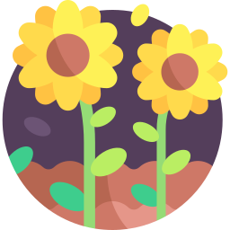 sonnenblume icon