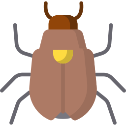 甲虫 icon