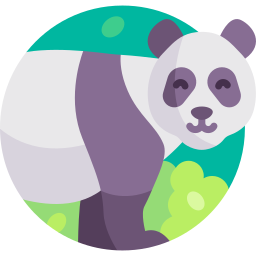 팬더 icon