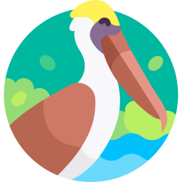 bruine pelikaan icoon