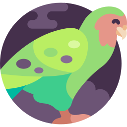 kakapo icono