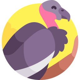 californische condor icoon