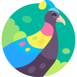 Himalayan monal icon