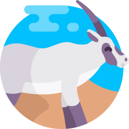 oryx árabe icono