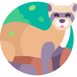 Black footed ferret icon