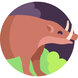 babirusa icoon
