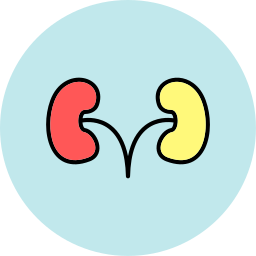 Kidneys icon