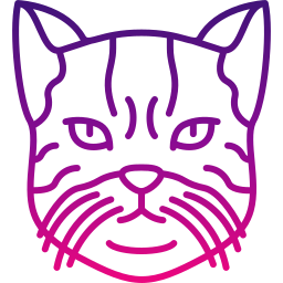 amerykański kot szorstkowłosy ikona