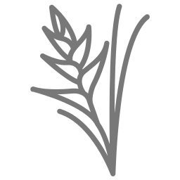planta de pinza de langosta icono