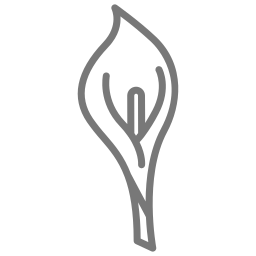 칼라 백합 꽃 icon
