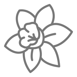 narzissenblüte icon