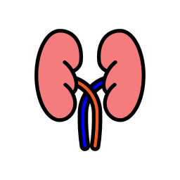 riñón icono