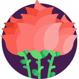 Rosas Ícone