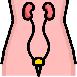 Urologia Ícone