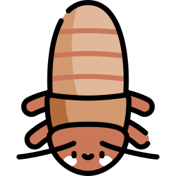 Madagascar hissing cockroach icon