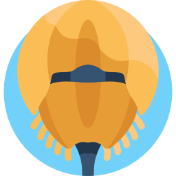 Caranguejo-ferradura Ícone