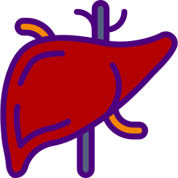 Hígado icono