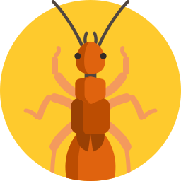 Dermaptera icono
