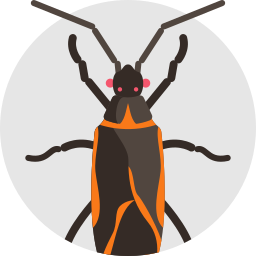 boxelder bug icon