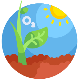 Photosynthesis icon