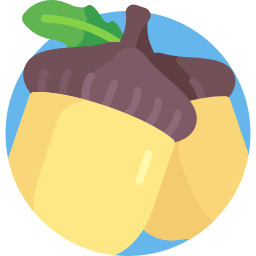 Acorn icon