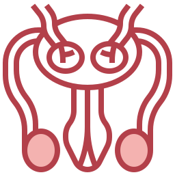 Sistema reproductivo icono