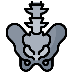 Pelvis icono