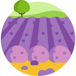 Lavender field icon