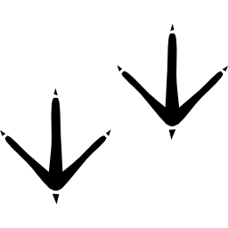 鳥のプリント icon