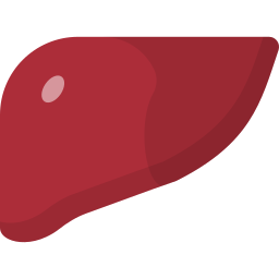 Fígado Ícone