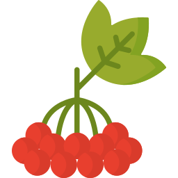 가막살 나무속 과일 icon