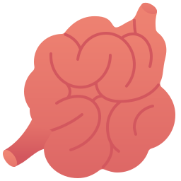 intestino delgado Ícone