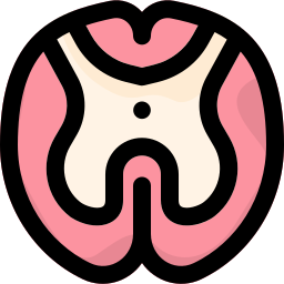 Spinal cord icon