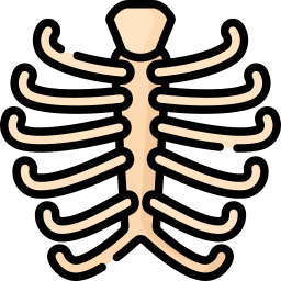 gabbia toracica icona