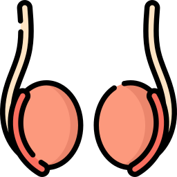 Testicle icon