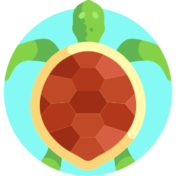 Turtle icon